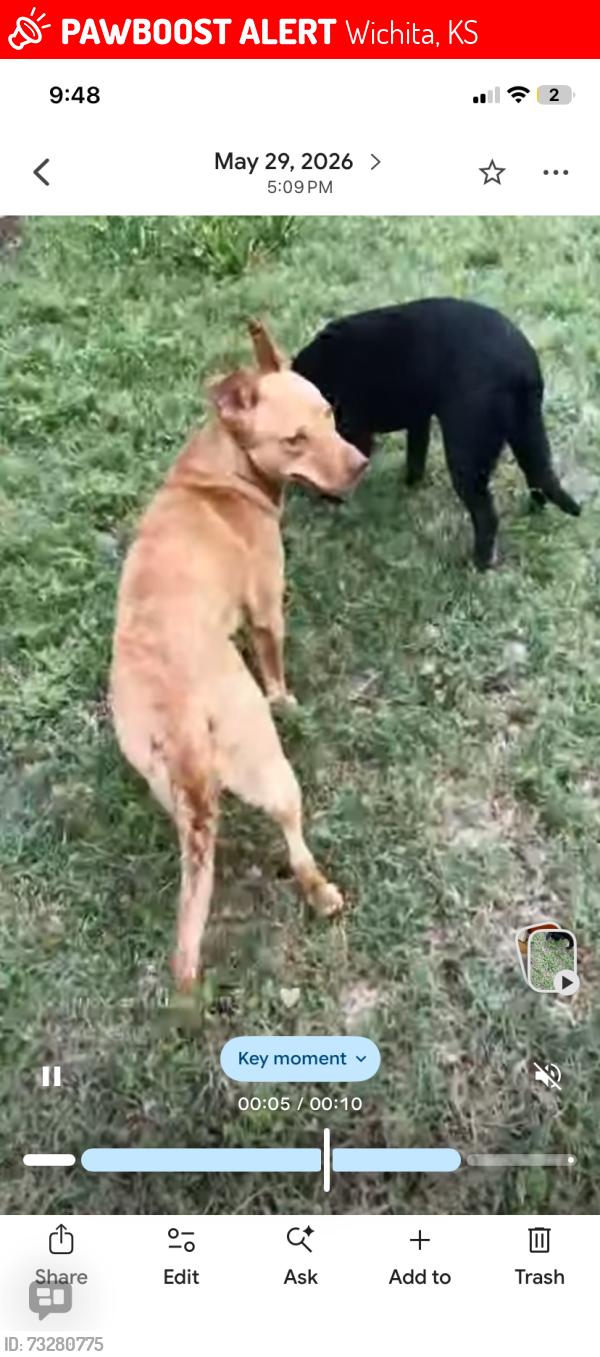 Lost Female Dog last seen Near and tyler, Wichita, KS 67212