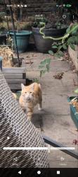 Found/Stray Unknown Cat last seen ember inn, Shirley, croydon, Greater London, England 