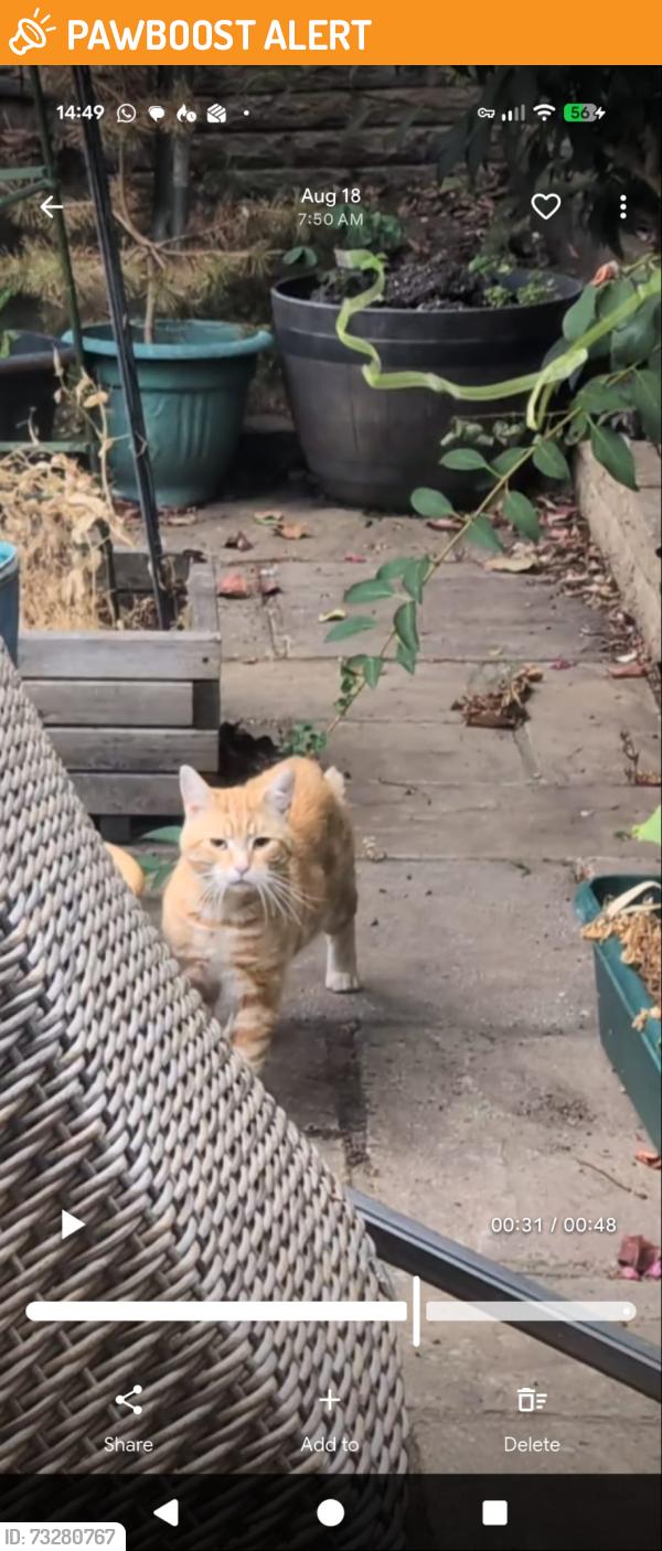 Found/Stray Unknown Cat last seen ember inn, Shirley, croydon, Greater London, England 