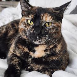 Reunited Female Cat last seen Highgrove Ct and Briarlake Dr, Bloomingdale, FL 33596