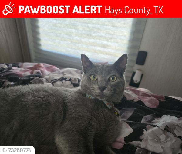 Lost Male Cat last seen Twisted Oaks Lane in Buda near Windy Hill and Spanish Trails, Hays County, TX 78610