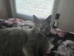 Lost Male Cat last seen Twisted Oaks Lane in Buda near Windy Hill and Spanish Trails, Hays County, TX 78610