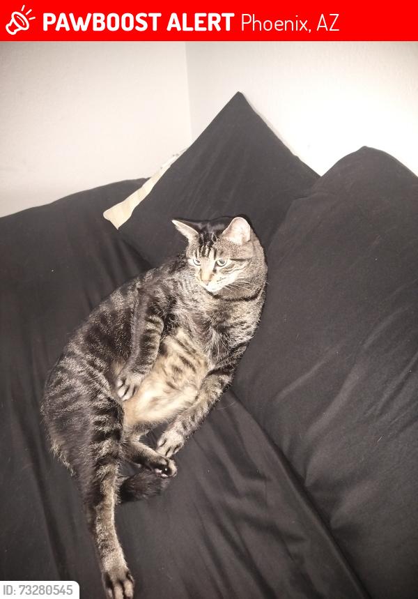Lost Male Cat last seen 7th St and 101, Phoenix, AZ 85024