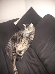 Lost Male Cat last seen 7th St and 101, Phoenix, AZ 85024
