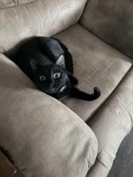 Reunited Female Cat last seen San Augustine Blvd, New Braunfels, TX 78132