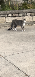 Reunited Male Cat last seen Veterans memorial park, around arrow st and hunt st., Central Falls, RI 02863