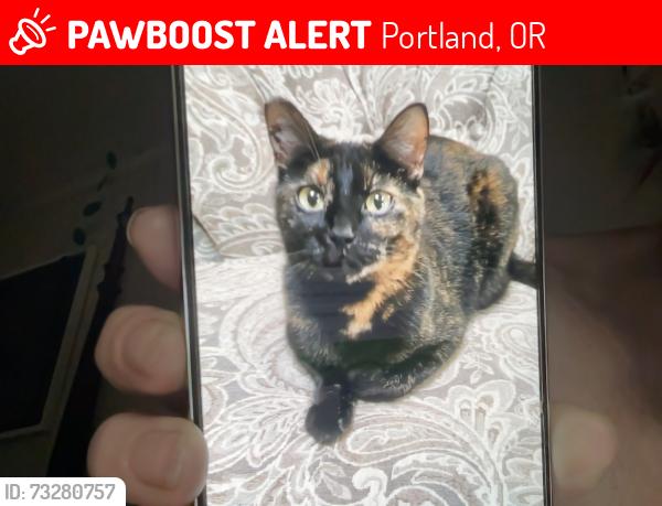 Lost Female Cat last seen NE Wygant between Cully Blvd and 72nd, Portland, OR 97218