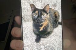 Lost Female Cat last seen NE Wygant between Cully Blvd and 72nd, Portland, OR 97218