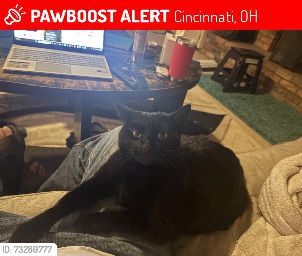 Lost Female Cat last seen Maidstone, Cincinnati, OH 45230