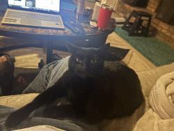 Lost Female Cat last seen Maidstone, Cincinnati, OH 45230