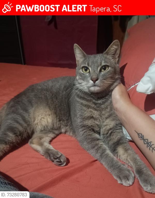 Lost Male Cat last seen Foi visto no terreno do lado da academia equilíbrio, Tapera, SC 