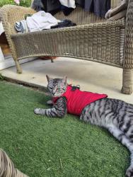 Lost Male Cat last seen Near tw151un, Surrey, England TW15 1UN