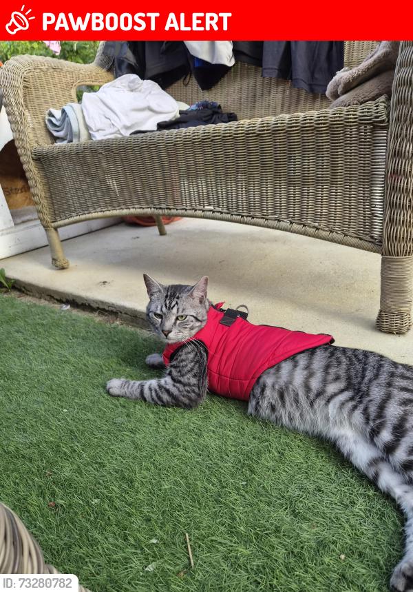Lost Male Cat last seen Near tw151un, Surrey, England TW15 1UN