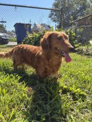 Lost Male Dog last seen Pearl harbor st, Bridgeport, CT 06610