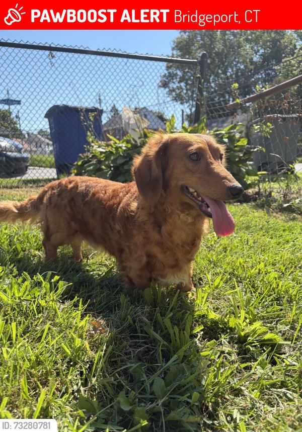 Lost Male Dog last seen Pearl harbor st, Bridgeport, CT 06610