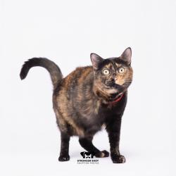 Shelter Stray Female Cat last seen , 3607 N Armenia Ave, Tampa, FL 33607, USA