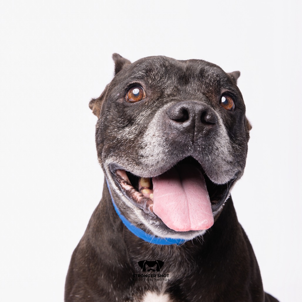 Shelter Stray Male Dog last seen , 3607 N Armenia Ave, Tampa, FL 33607, USA