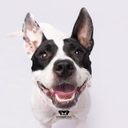 Shelter Stray Female Dog last seen , 3607 N Armenia Ave, Tampa, FL 33607, USA