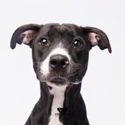 Shelter Stray Female Dog last seen , 3607 N Armenia Ave, Tampa, FL 33607, USA