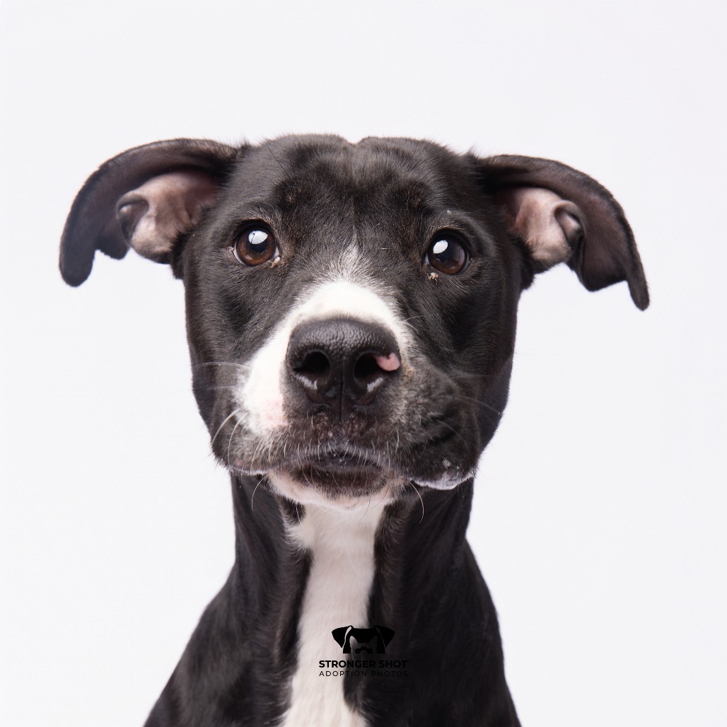 Shelter Stray Female Dog last seen , 3607 N Armenia Ave, Tampa, FL 33607, USA