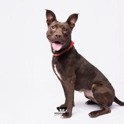 Shelter Stray Female Dog last seen , 3607 N Armenia Ave, Tampa, FL 33607, USA