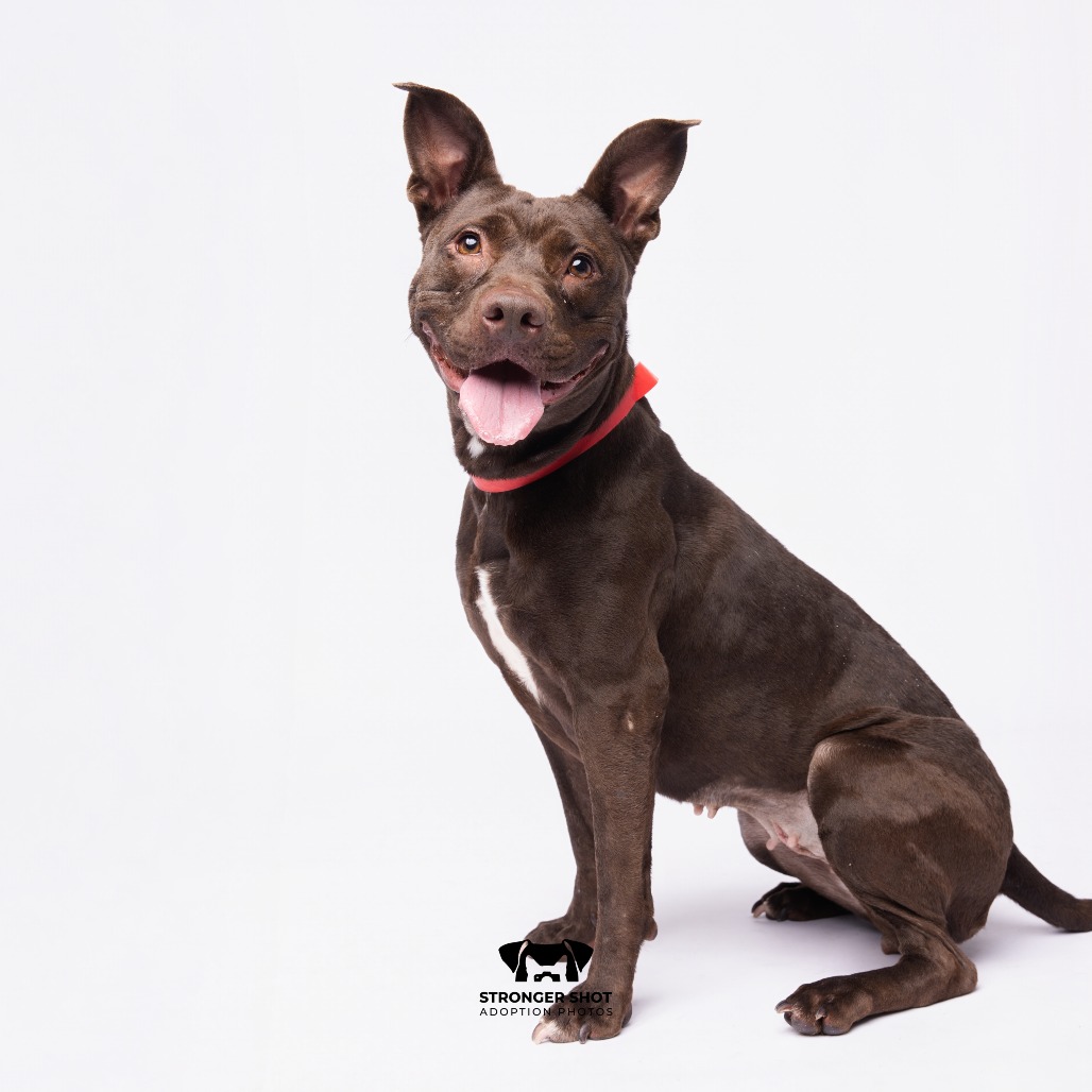 Shelter Stray Female Dog last seen , 3607 N Armenia Ave, Tampa, FL 33607, USA