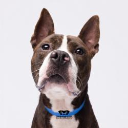 Shelter Stray Male Dog last seen , 3607 N Armenia Ave, Tampa, FL 33607, USA