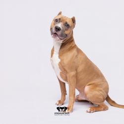 Shelter Stray Male Dog last seen , 3607 N Armenia Ave, Tampa, FL 33607, USA