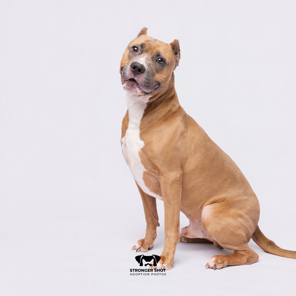 Shelter Stray Male Dog last seen , 3607 N Armenia Ave, Tampa, FL 33607, USA