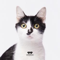 Shelter Stray Female Cat last seen , 3607 N Armenia Ave, Tampa, FL 33607, USA