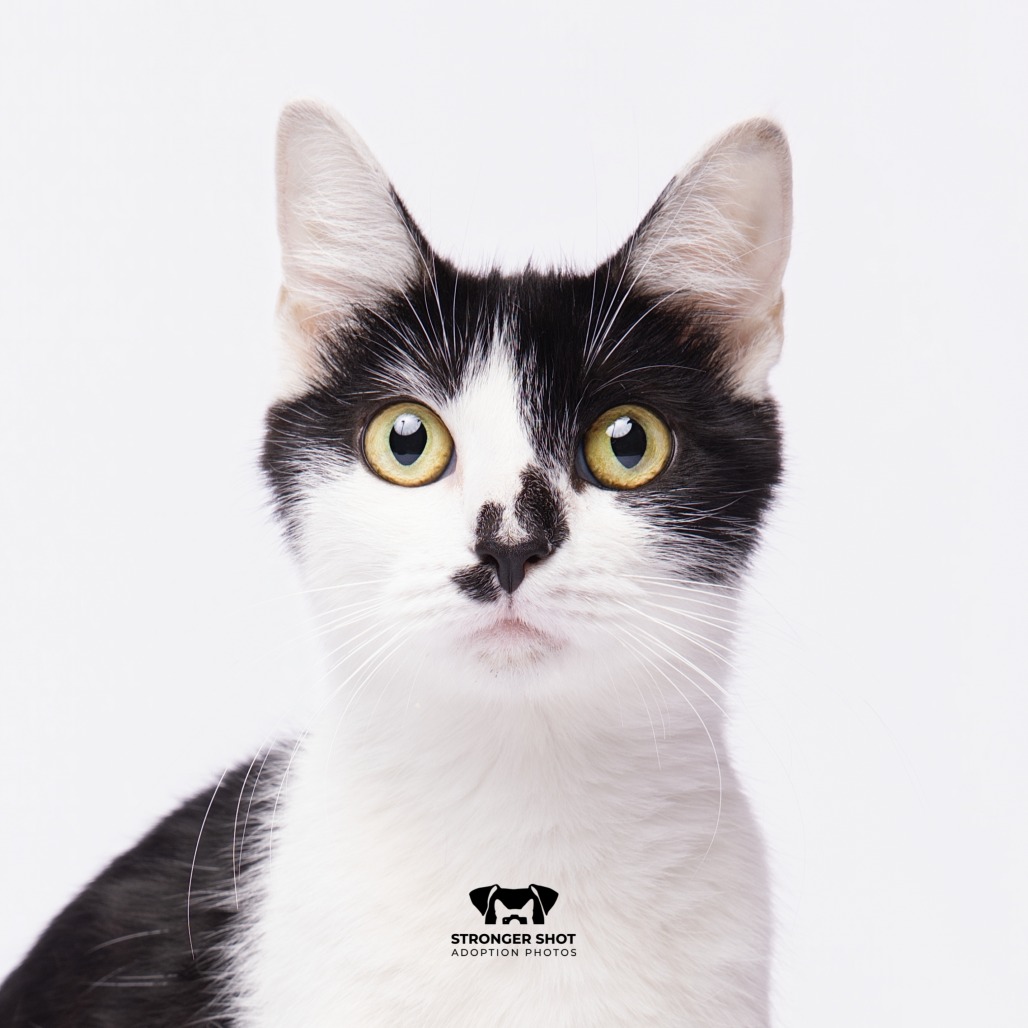 Shelter Stray Female Cat last seen , 3607 N Armenia Ave, Tampa, FL 33607, USA