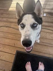 Found/Stray Male Dog last seen Russell road, Durham, NC 27712