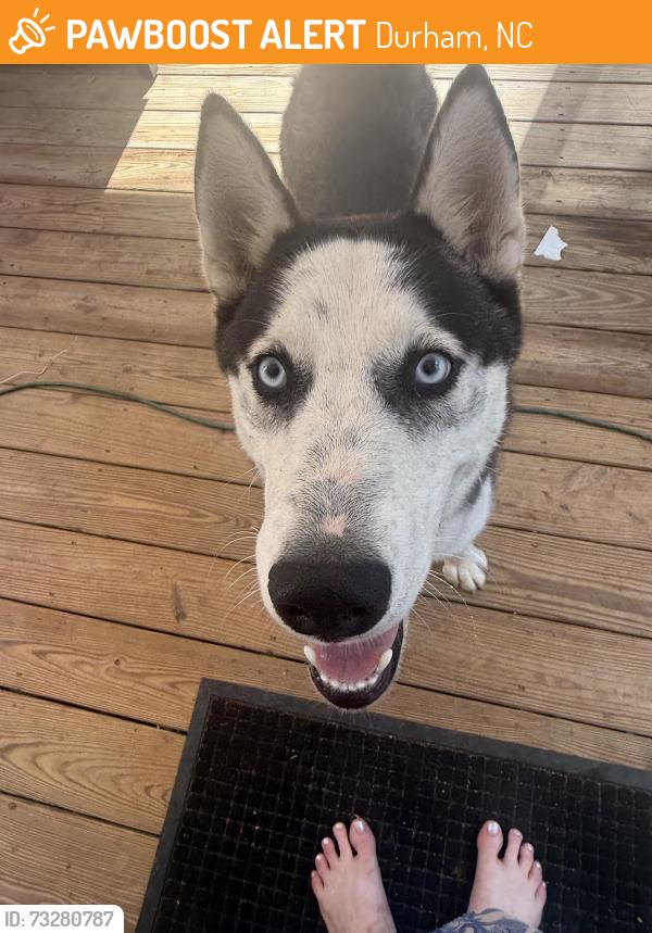 Found/Stray Male Dog last seen Russell road, Durham, NC 27712