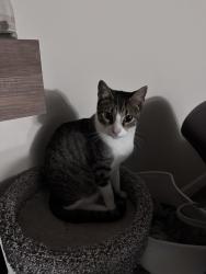 Reunited Male Cat last seen Mather rd, Clackamas, OR 97015