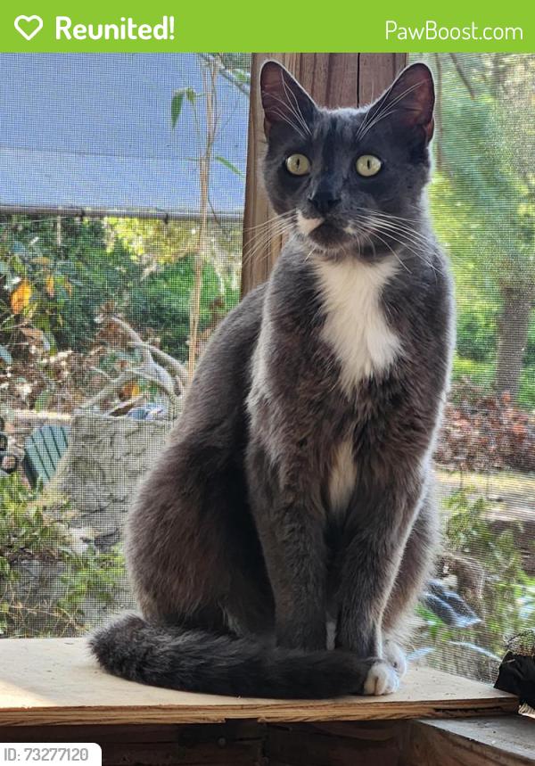 Reunited Male Cat last seen Ivory and Brink South Gate, Sarasota, FL 34239