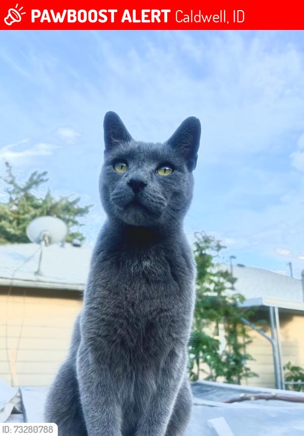 Lost Male Cat last seen 3rd and Elgin st, Caldwell, ID 83605