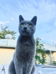Lost Male Cat last seen 3rd and Elgin st, Caldwell, ID 83605