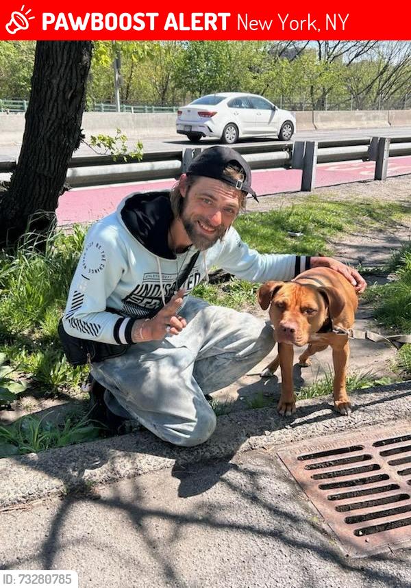 Lost Male Dog last seen Dog park on 165, New York, NY 10002