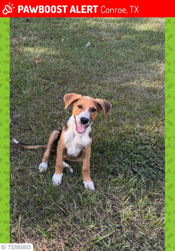 Lost Female Dog last seen Near Crockett Martin rd, Conroe, TX 77306