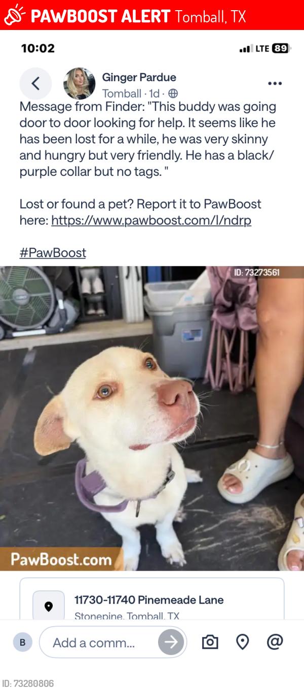 Lost Male Dog last seen Evening Primrose lane, Tomball, TX 77375