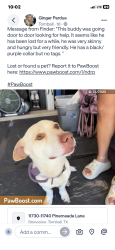 Lost Male Dog last seen Evening Primrose lane, Tomball, TX 77375