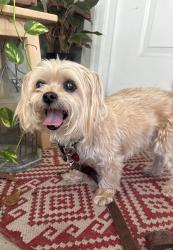 Found/Stray Male Dog last seen Pine chase and tree line way, St. Cloud, FL 34769