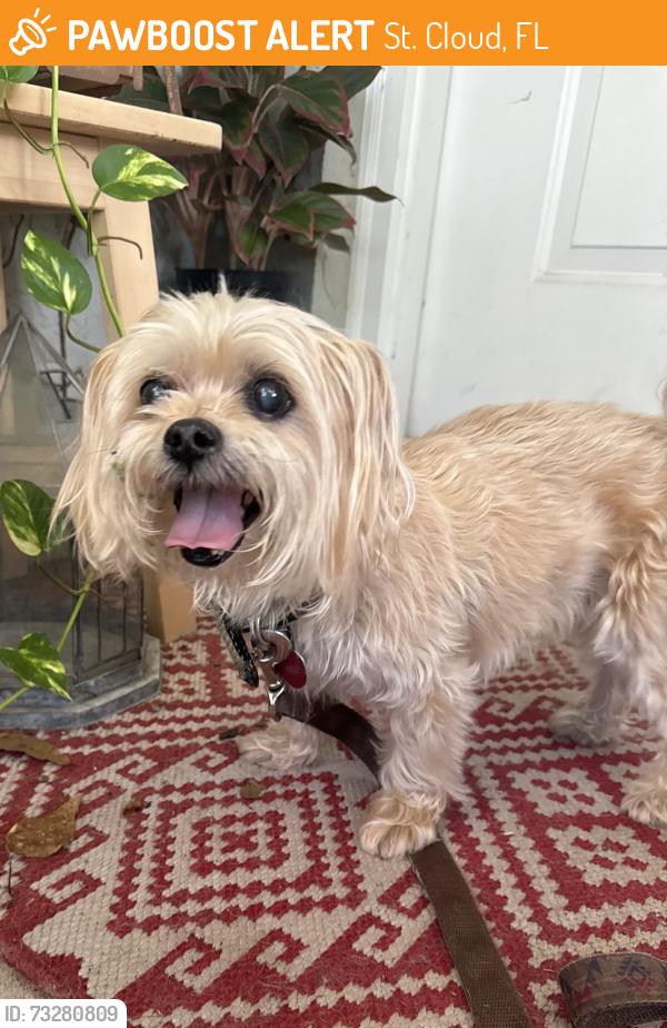Found/Stray Male Dog last seen Pine chase and tree line way, St. Cloud, FL 34769