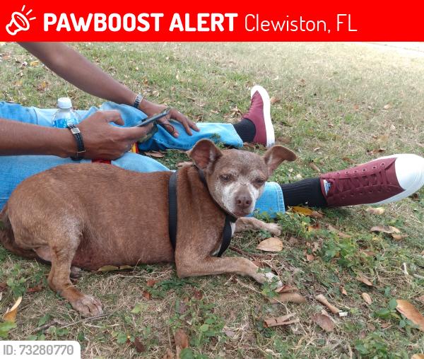 Lost Female Dog last seen Near e Crescent dr clewiston, Clewiston, FL 33440