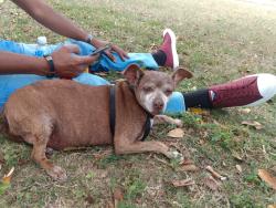 Lost Female Dog last seen Near e Crescent dr clewiston, Clewiston, FL 33440