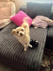 Lost Female Dog last seen Broadway ave, Boise, ID 83706