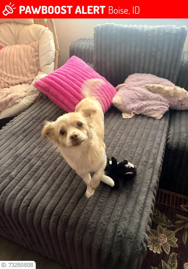 Lost Female Dog last seen Broadway ave, Boise, ID 83706