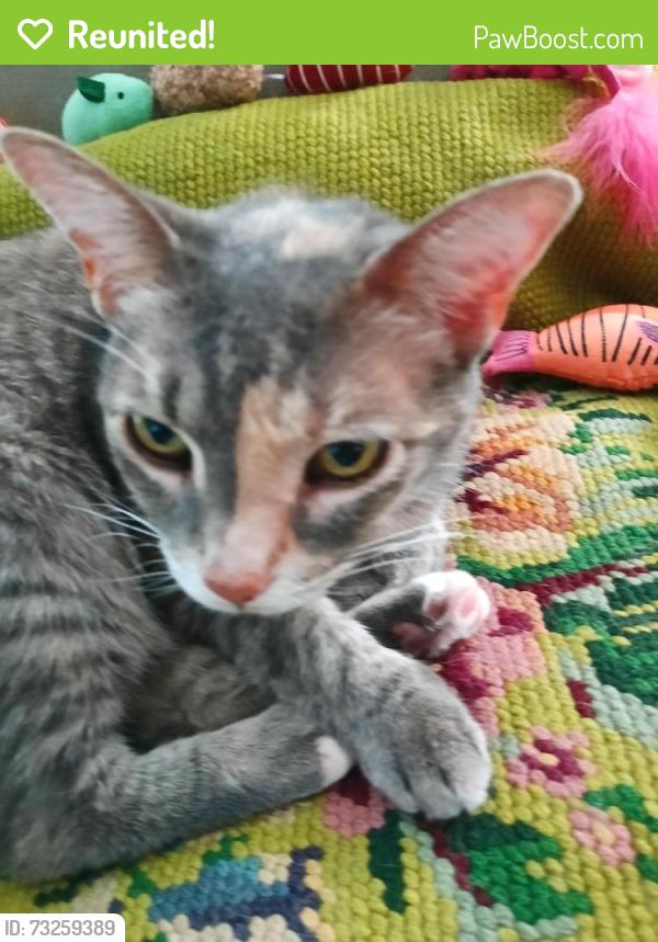 Reunited Female Cat last seen Esplanade E and bardmoor Blvd, Largo, FL 33777
