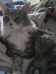 Reunited Male Cat last seen Nelwood St., Willis, TX 77318