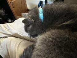 Lost Male Cat last seen One way street, Bay City, MI 48706